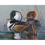 Hooded Merganser Pair by Abraham Hunter